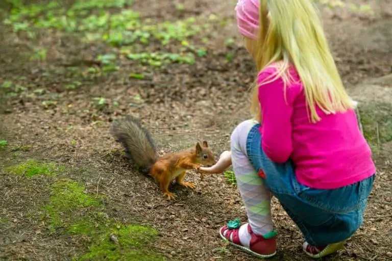 Are squirrels Dangerous? Should You Avoid Them?