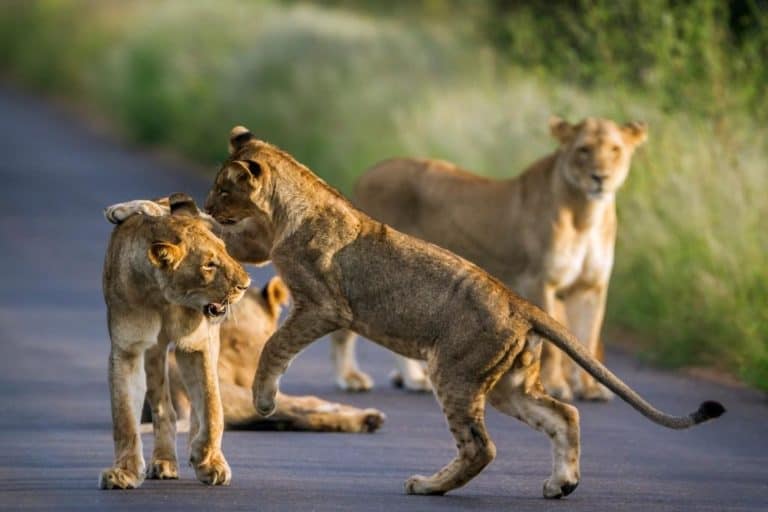 Can Lions be Friendly? The Truth About Lion Behavior