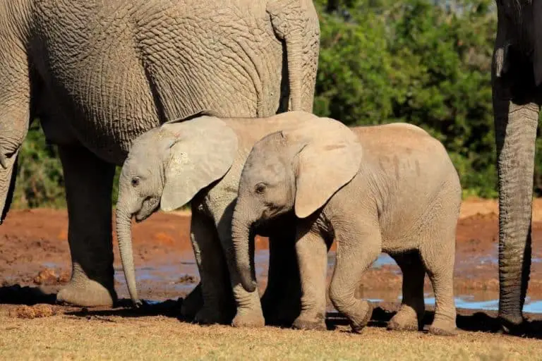 Do Lions Eat Elephants? Lion Vs. Elephant Facts