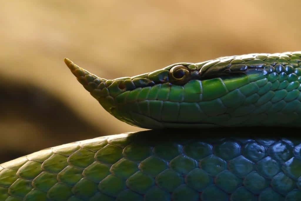 Can snakes move their eyes?