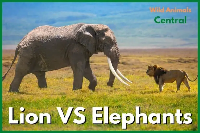 Do Lions Eat Elephants? Lion vs. Elephant Facts