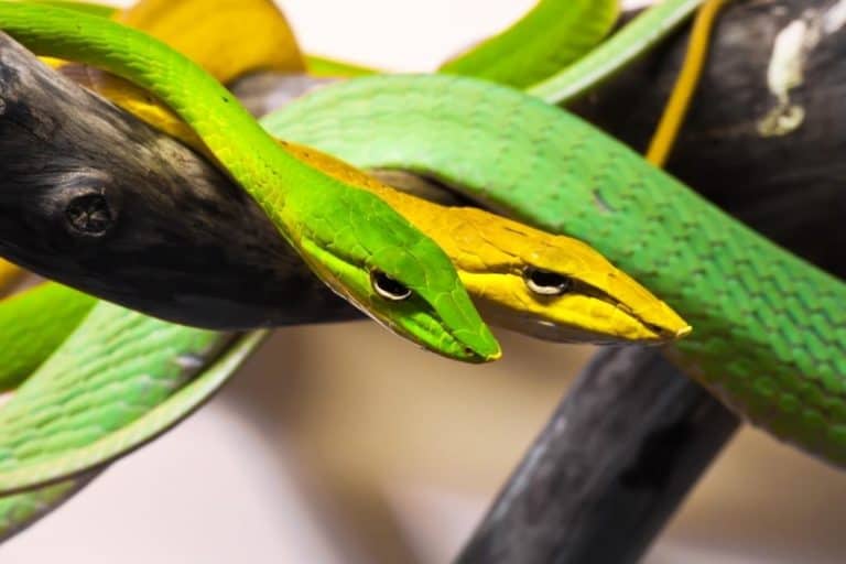 Do Snakes Blink? (And Why don’t you have Eyelids)