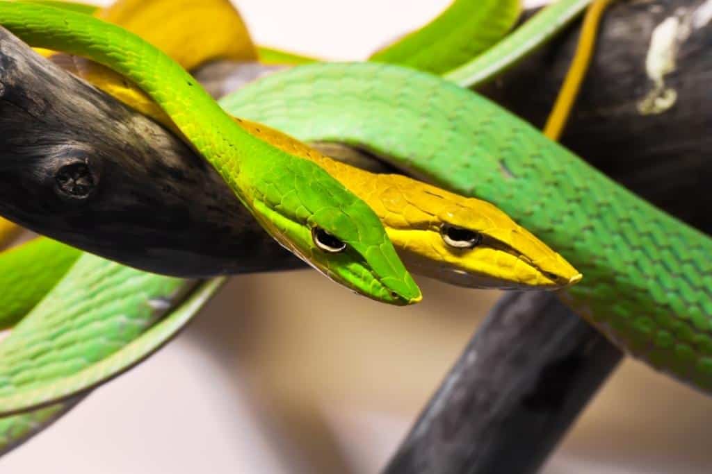 Do Snakes Blink? (And Why don't you have Eyelids) 