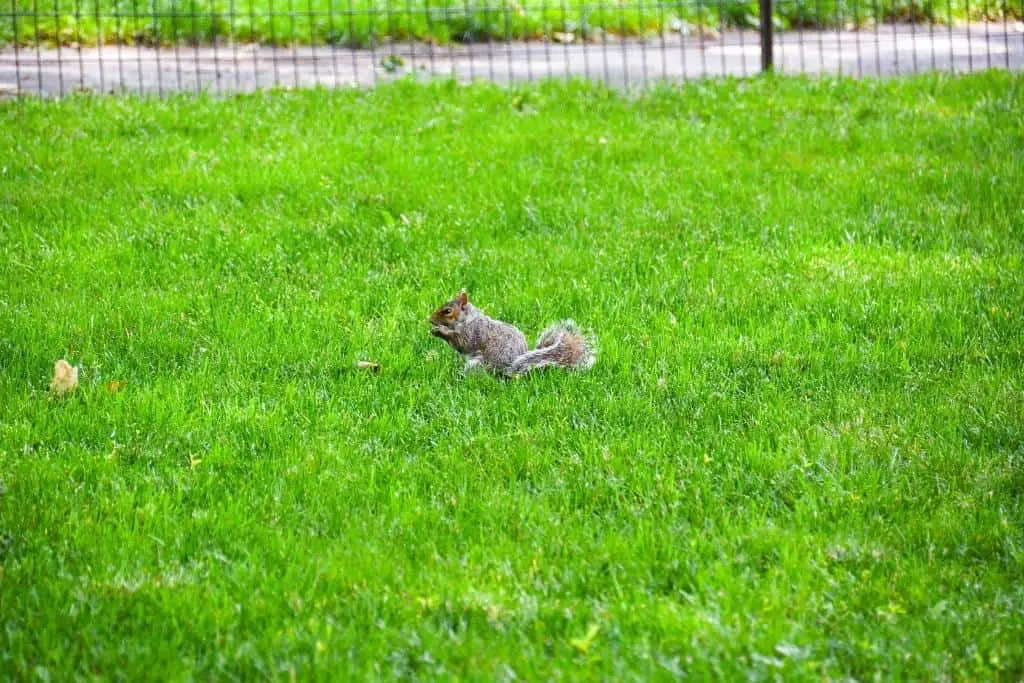 How to get rid of squirrels without harming them 