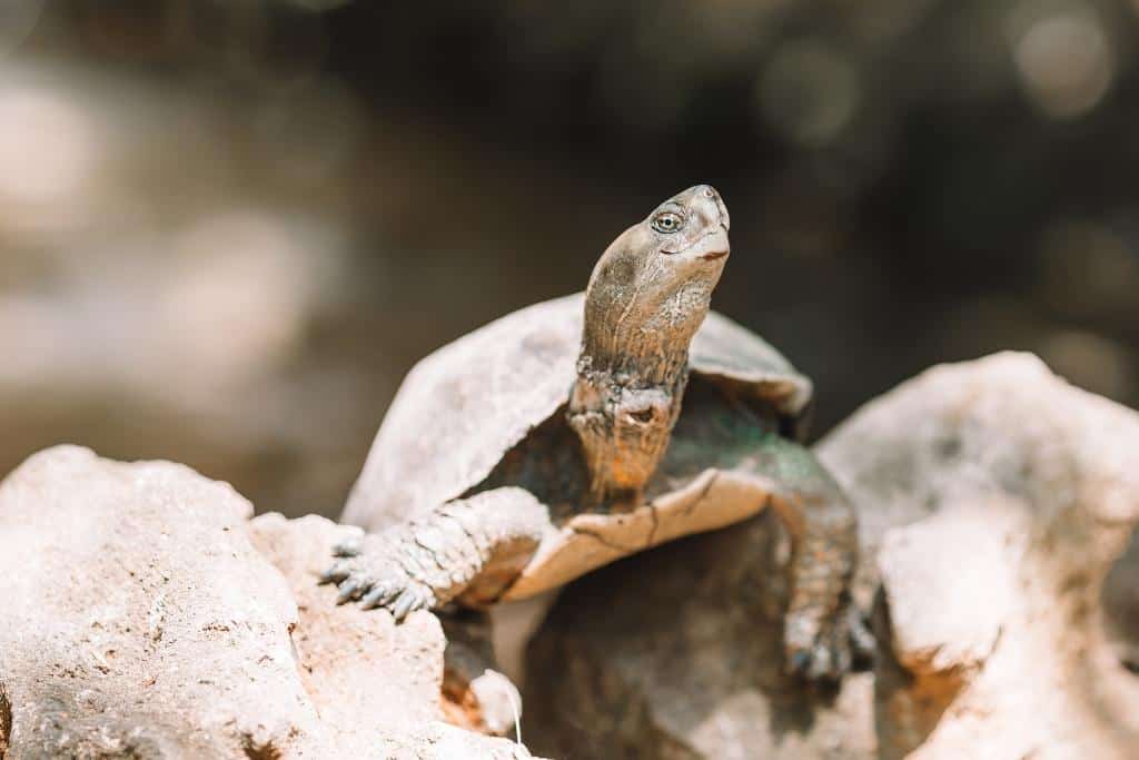 There are a few things you should do if a turtle bites you.