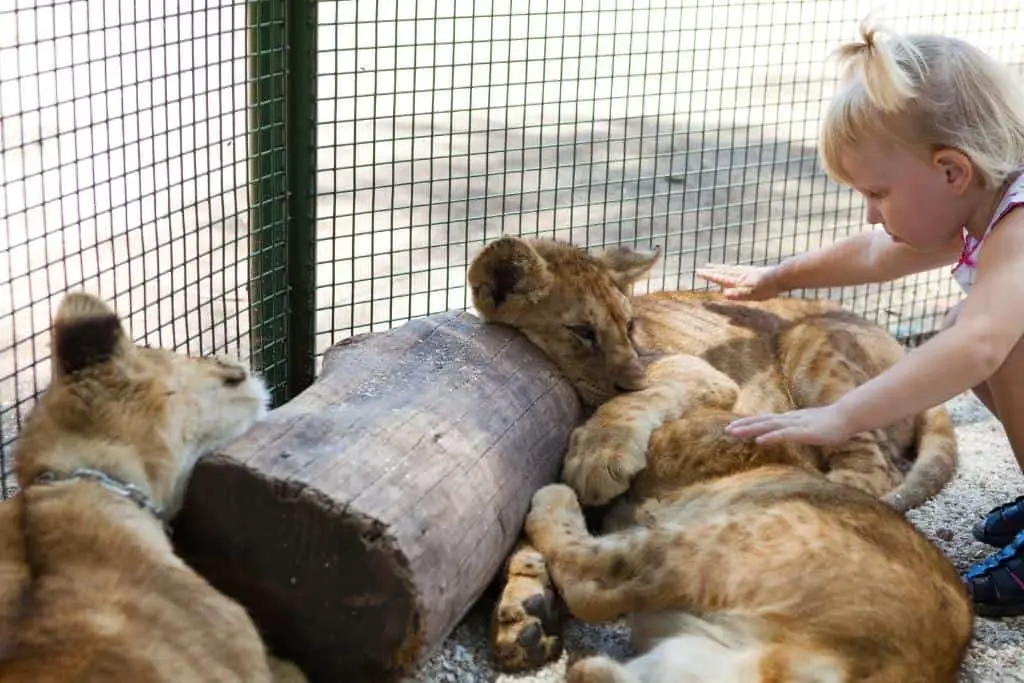 What We Know About Pet Lions