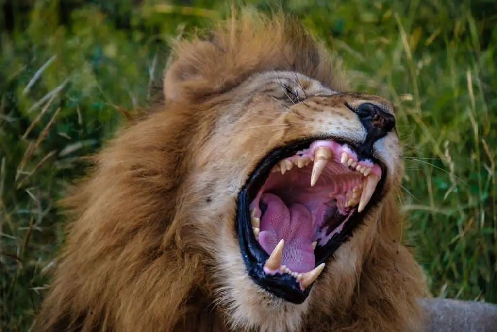 3) What are lion whiskers called?