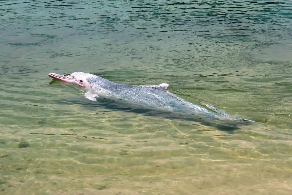 Amazon River Dolphin Physical Characteristics