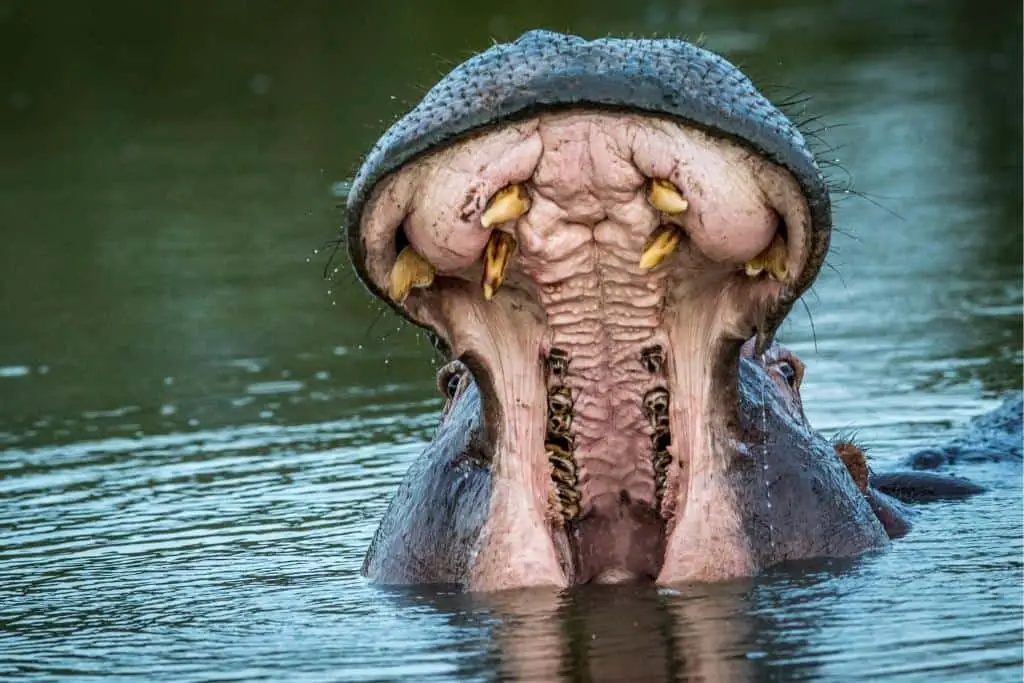 Are Hippos Apex Predators? The Truth About Hippo Hunting