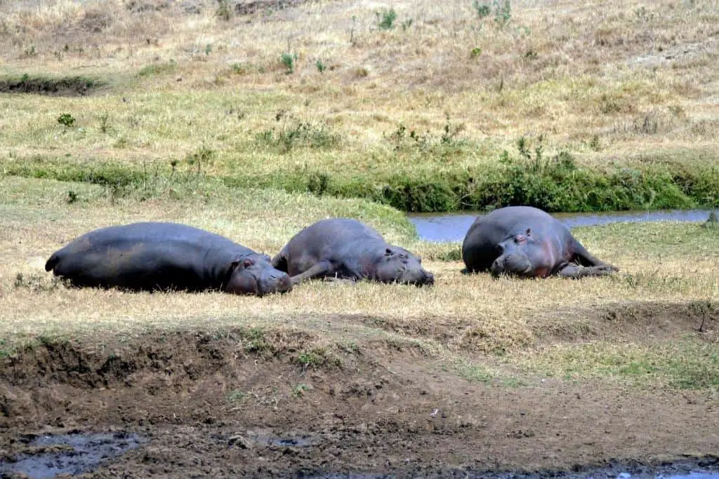 Are Hippos Nocturnal? Hippos Sleeping Facts