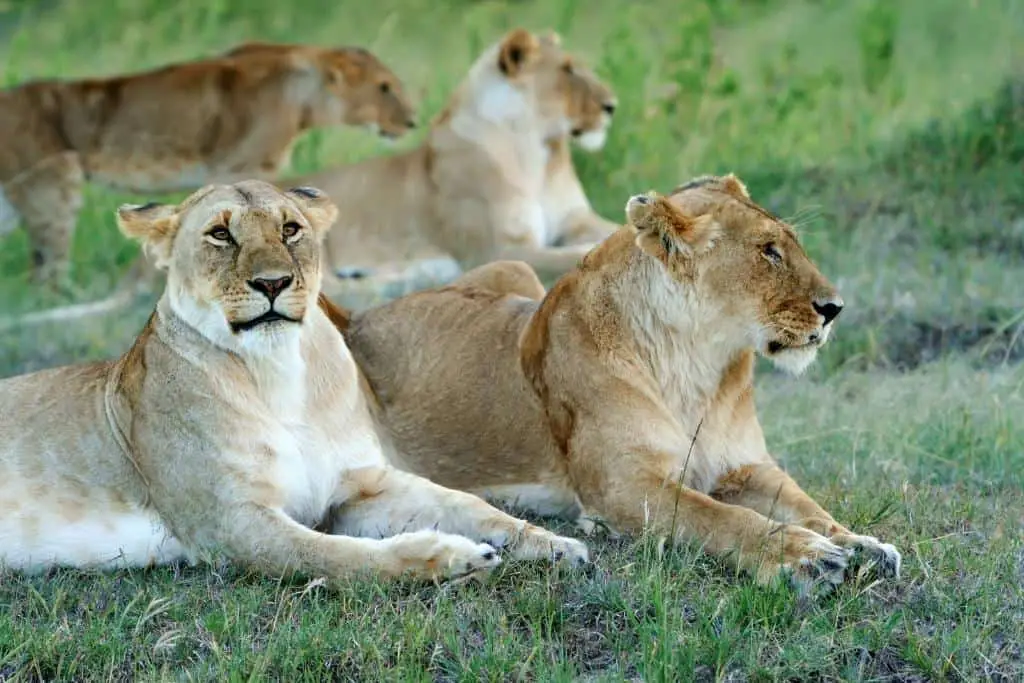 Are Lions Matriarchal? Are Female Lions The Boss?