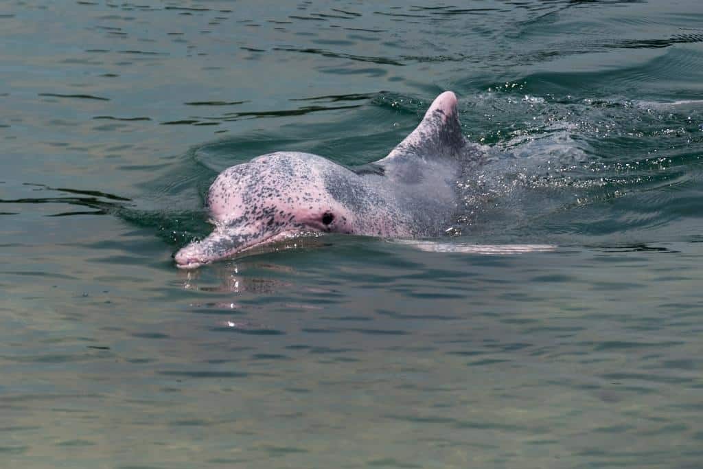 Are Pink Dolphins Dangerous? The Truth About These Creatures