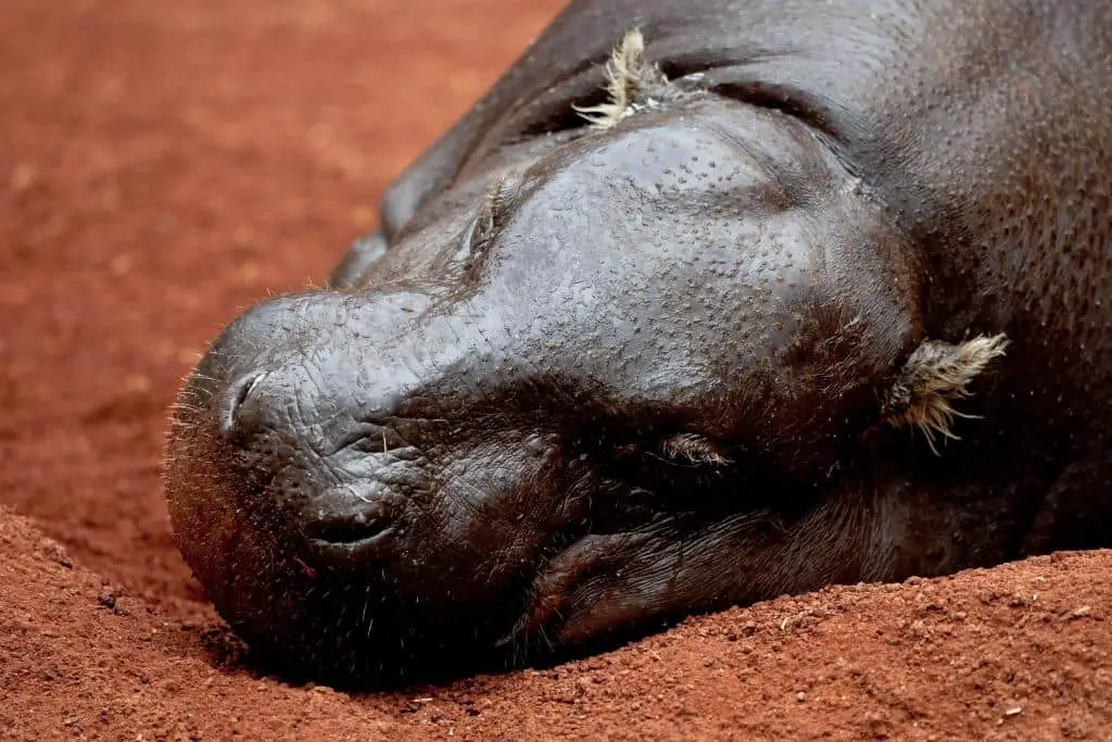 Are Pygmy Hippos Dangerous? The Truth About These Cute Animals