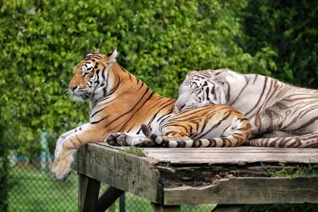 Are Tigers Social Animals? Tiger Social Behavior