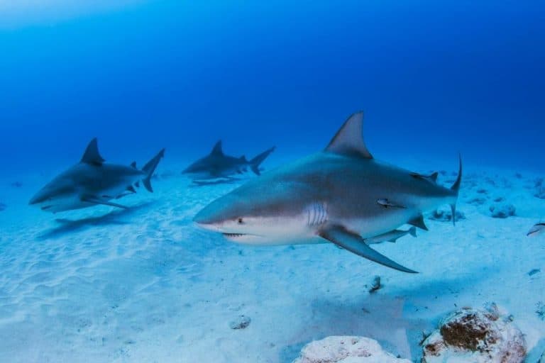 Are bull sharks dangerous? (Facts You Need to Know)