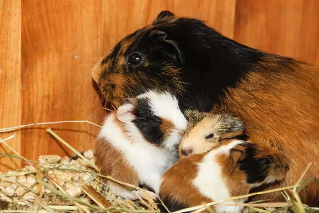 Are guinea pigs scared of snakes?