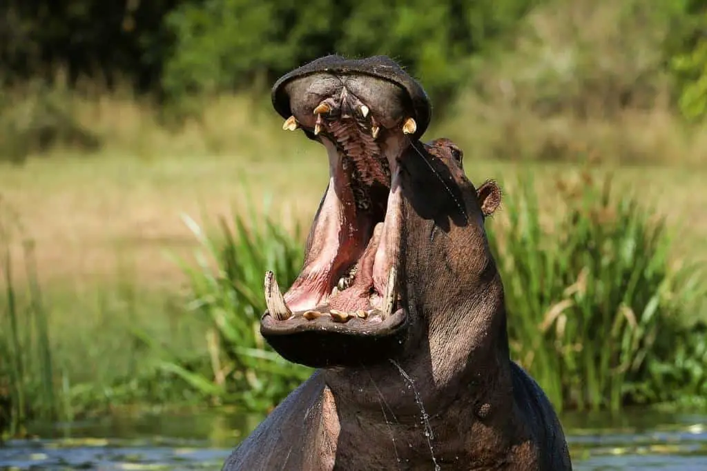 Are hippos predators or prey?