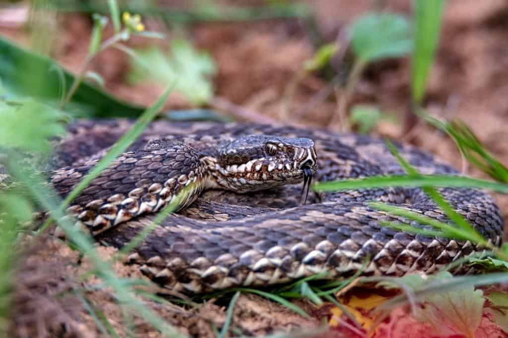 Are humans instinctively afraid of snakes?