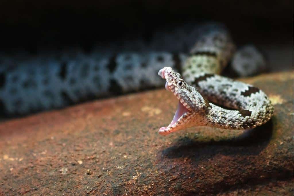 Are snakes afraid of Humans? Can They Feel Fear?