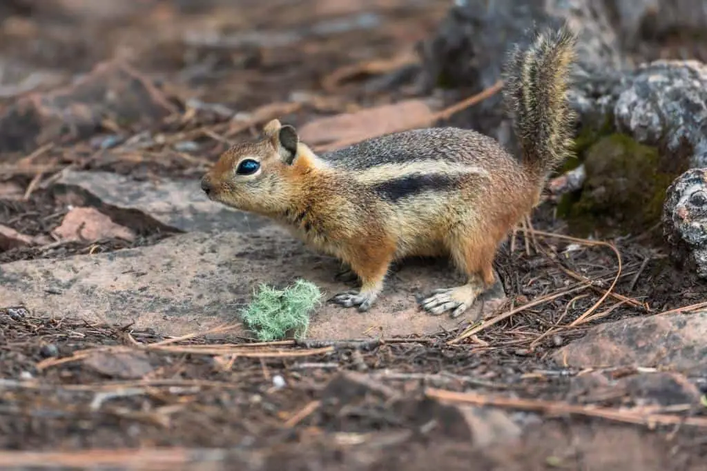 Are squirrels and chipmunks the same?