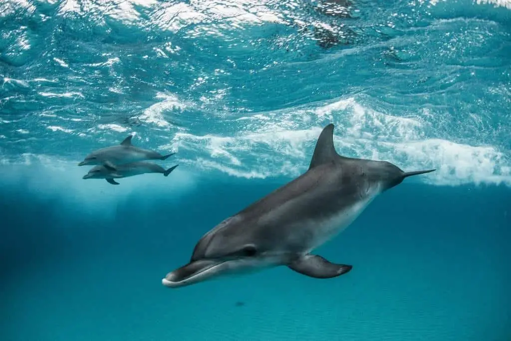 Can Dolphins and Porpoises Mate?