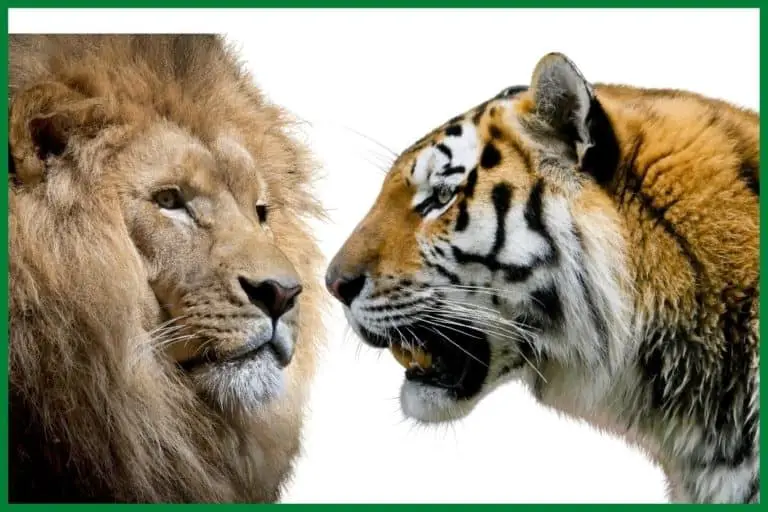 Can Lions and Tigers mate? What Happens if they do?