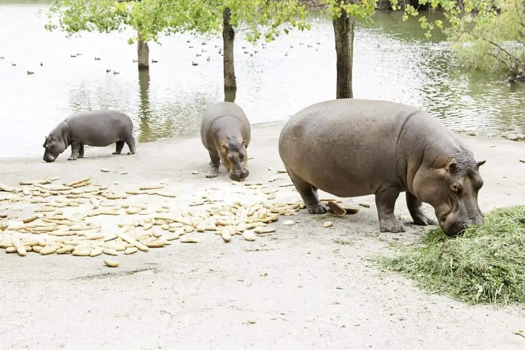 Can Pygmy Hippos kill humans?