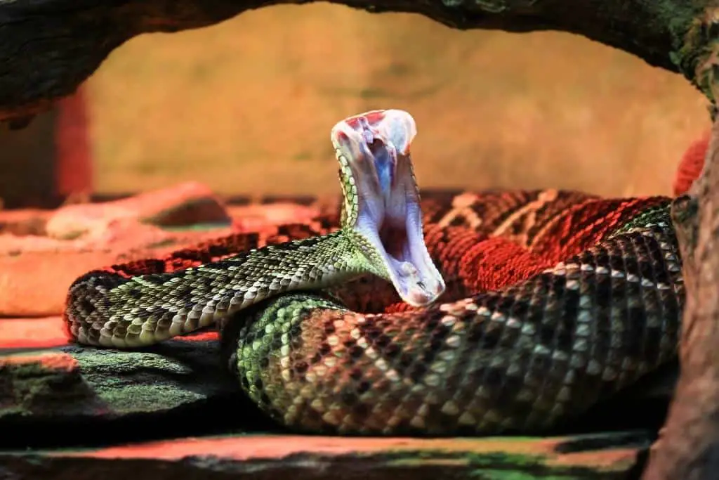 Can Snakes Feel Fear?