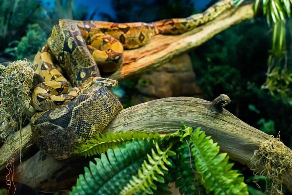 Can bees kill a Snake?