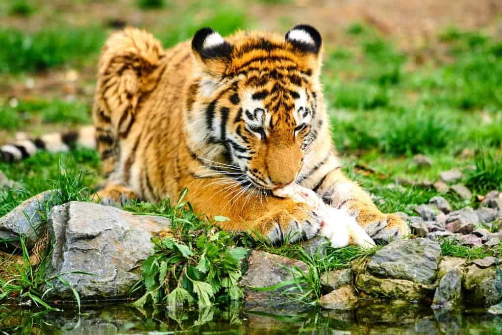 Can tigers digest plants?
