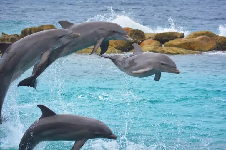 Do Dolphins Kill Porpoises? The Truth Revealed
