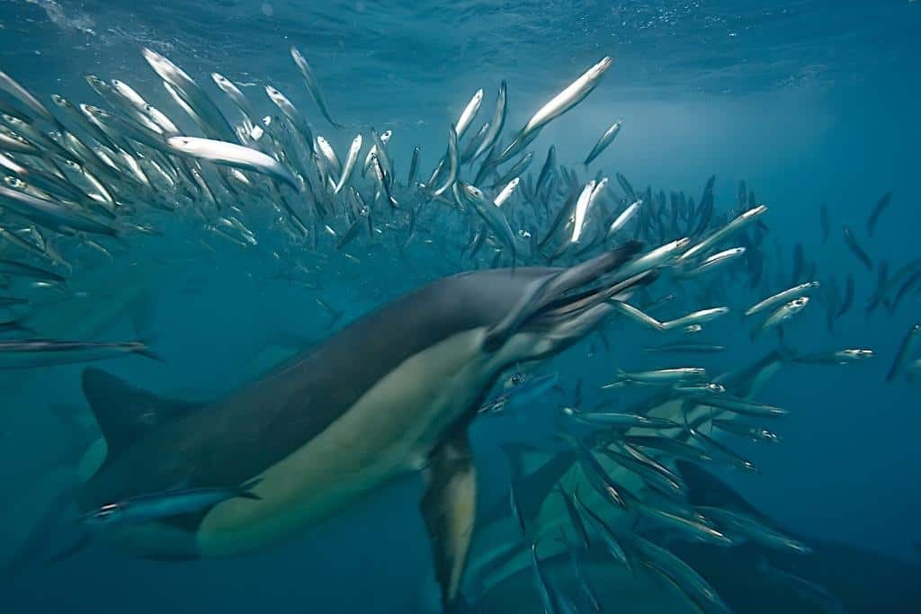 Do Dolphins Kill for Fun? Dolphin's Dark Side