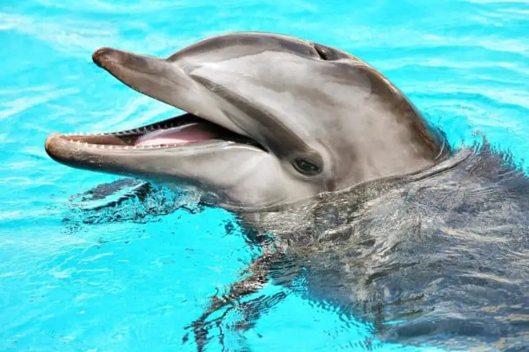 Do Dolphins Sing? The Truth Uncovered