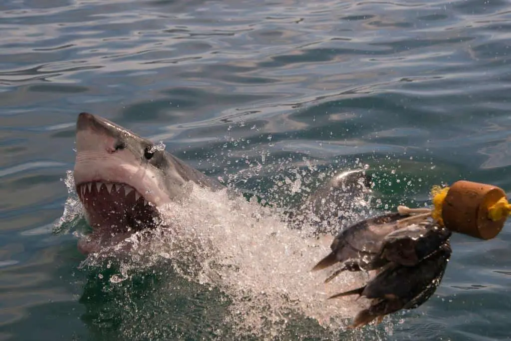 Do Sharks attack Boats? (Shocking Video Proof)