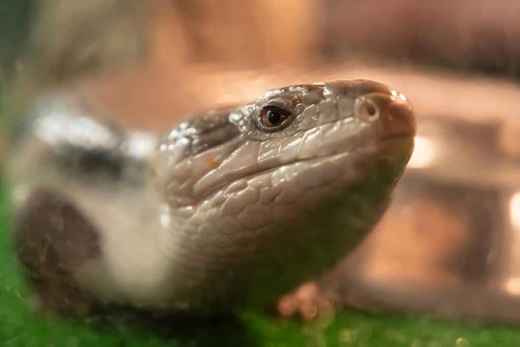 Do Snakes Eat Guinea Pigs? (The Answer Might Surprise You)