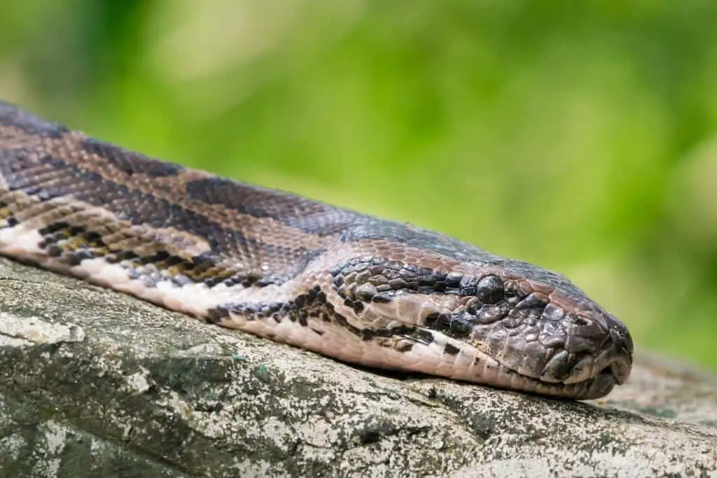 Do Snakes Eat Ticks? Here’s What You Need to Know