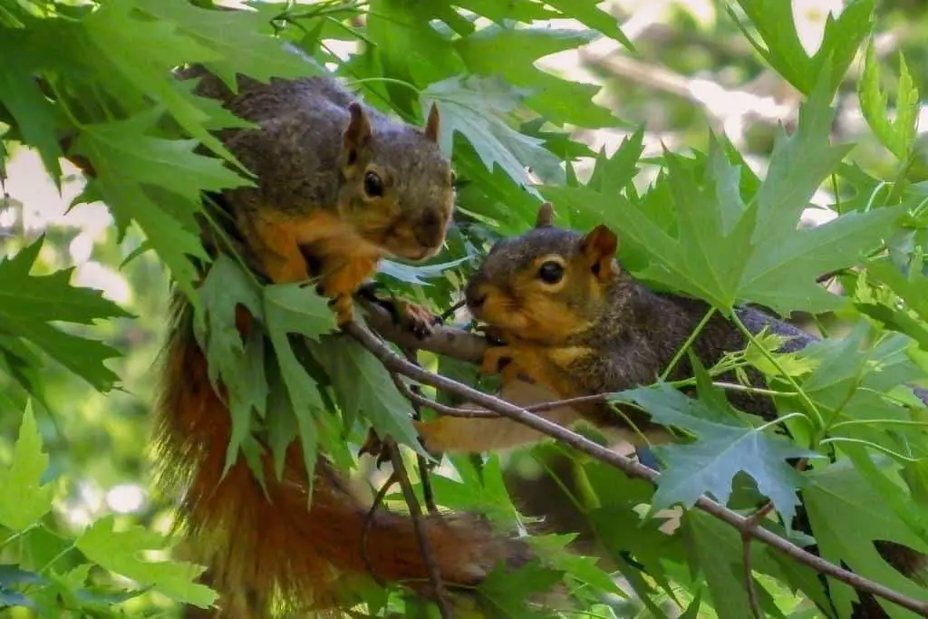 Squirrel Mating Facts
