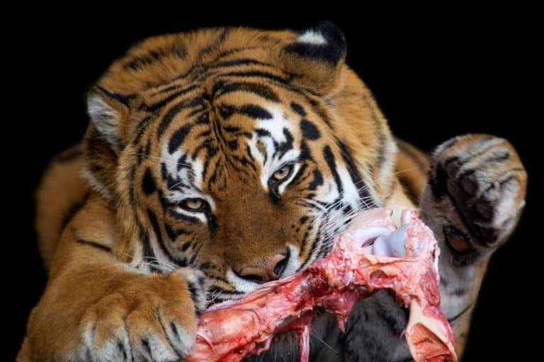 Do Tigers Eat Bones? The Surprising Answer