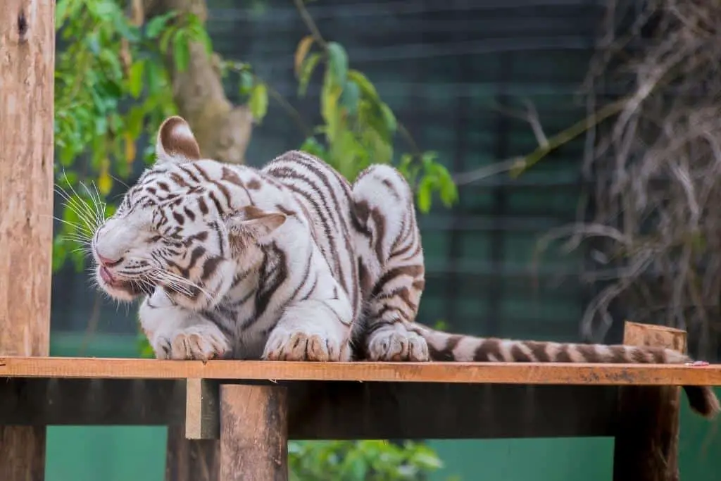 Do Tigers eat Plants? A Tiger’s Diet Mystery Solved!