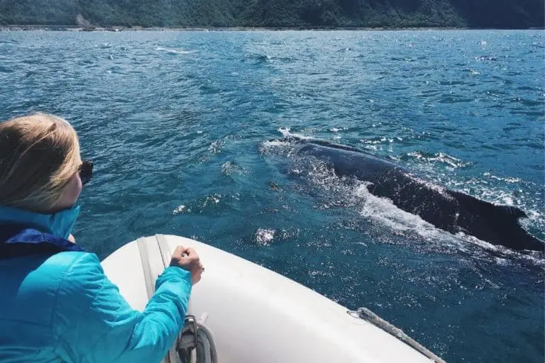 Do Whales Attack Humans? Are They Dangerous To Us?