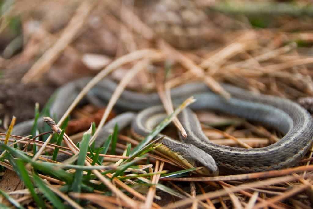 Do snakes eat other insects?