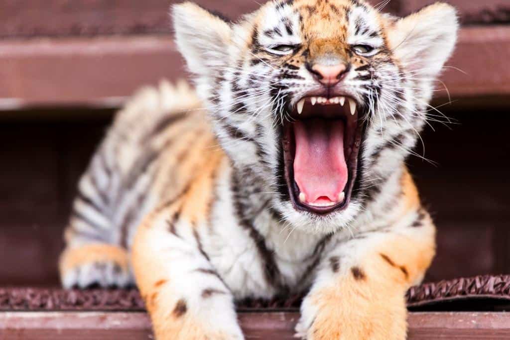 Do tigers like to chew on bones?