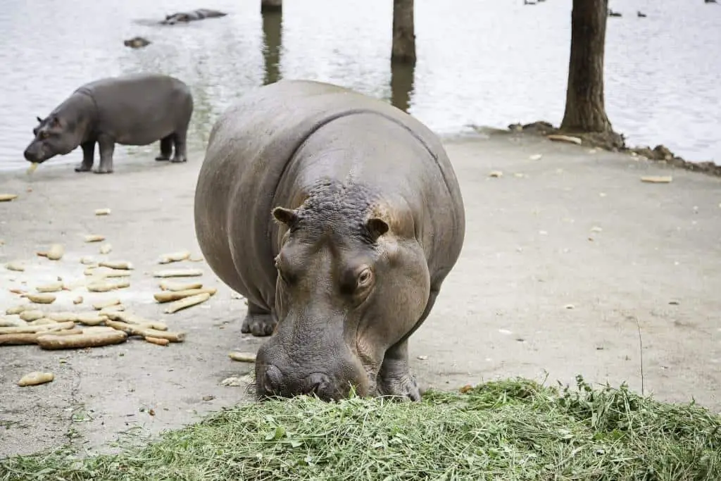Does Pygmy Hippo have predators?