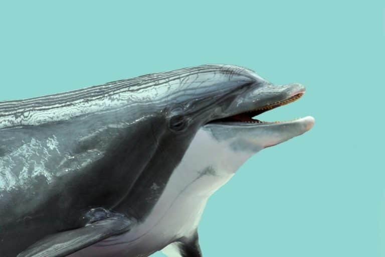 Can Dolphins And Porpoises Mate?