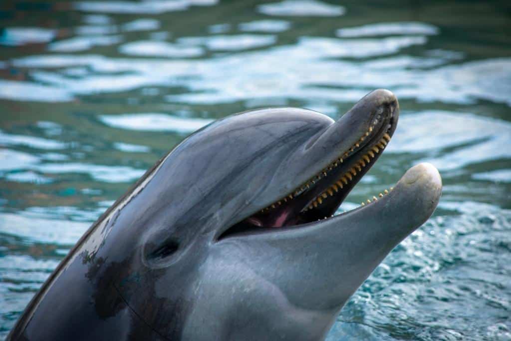 Dolphins have a wide range of vocalizations.