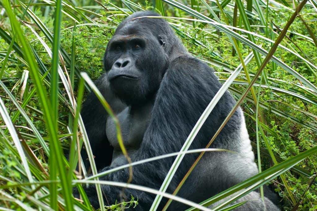 Grauer's gorilla