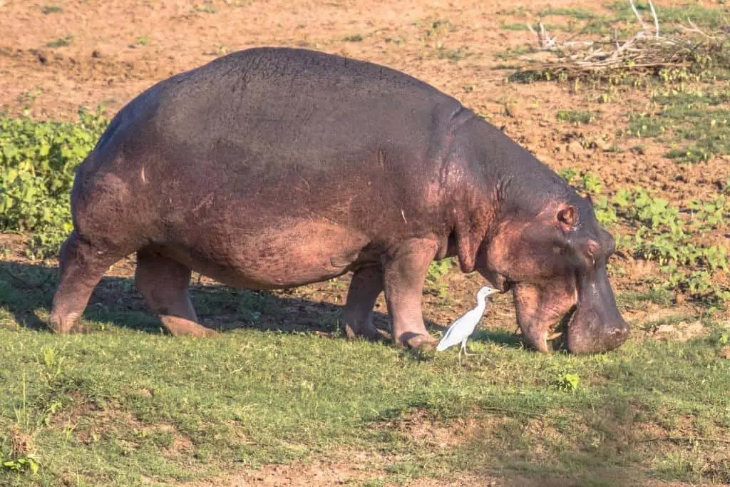 Hippo on land