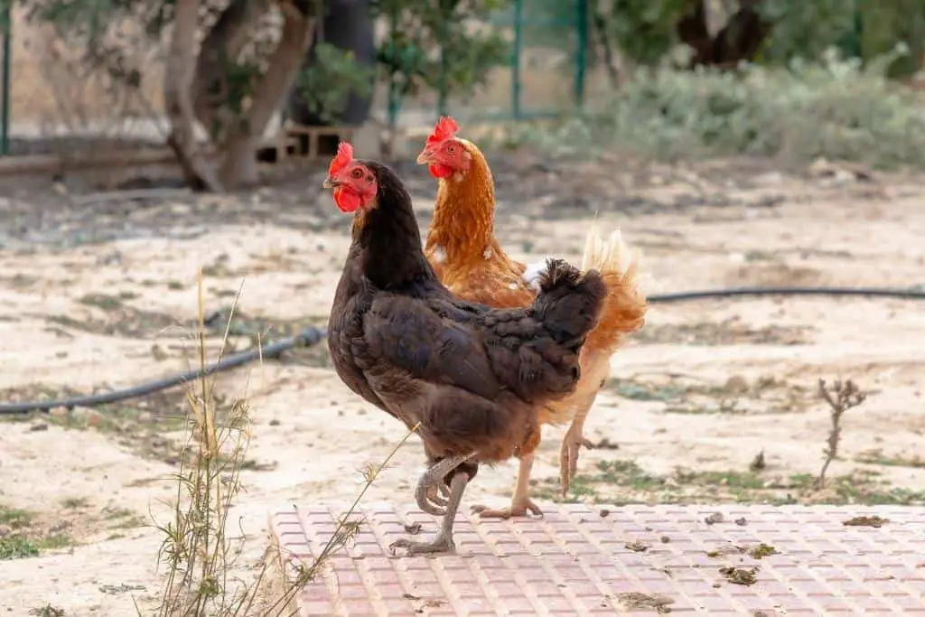 How can you keep your chickens safe from snakes?