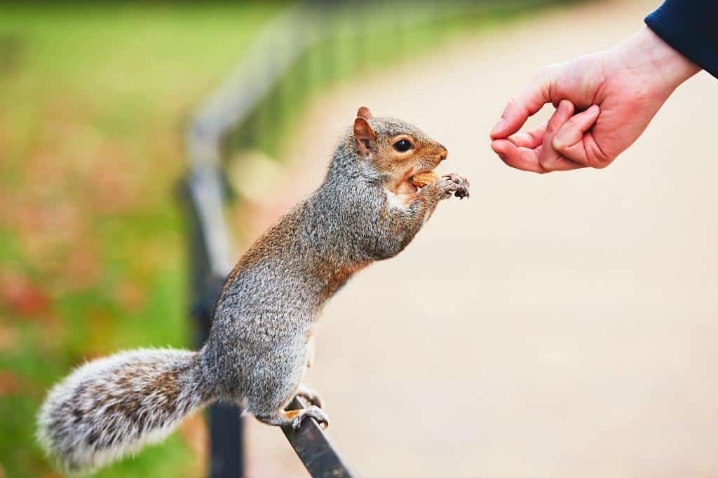 How can you tell if a squirrel is afraid of you?