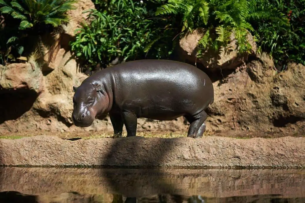 How hefty is a pygmy hippo?